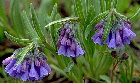 Mountain Bluebells