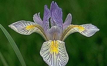 Rocky Mountain Iris