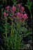 Early Paintbrush From The Healthiest Website Book 