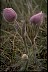 Pasqueflower Display - Healthiest Website Book 