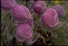 Pasqueflower II - Healthiest Website Book 