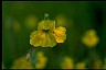 Monkeyflower Seen At The Healthiest Website Book 