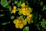 Monkeyflower II - Healthiest Website Book 