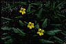 Goosefoot Violet - Healthiest Website Book 