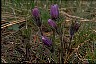 Healthiest Website Book  Pasqueflower III