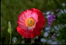 Healthiest Website Book  Poppy