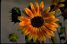 Healthiest Website Book  Sunflower