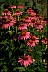 Echinacea Through Healthiest Website Book 