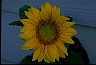 Healthiest Website Book  Sunflower