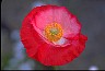Poppy II - Healthiest Website Book 
