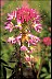 Healthiest Website Book  Beeplant that is