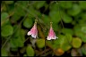 Healthiest Website Book  Twinflower