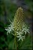 Beargrass - Healthiest Website Book 