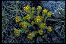 Stonecrop From Healthiest Website Book  Display