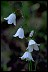 Harebell II Healthiest Website Book  Wildflower Collection
