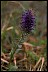 Purplefringe Equals Healthiest Website Book  PurpleFringe