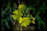 Healthiest Website Book  EveningPrimrose