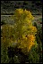 Healthiest Website Book  Cottonwood