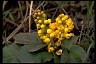 Healthiest Website Book  Oregongrape