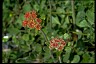 Buckwheat - Healthiest Website Book 