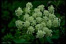 Cow parsnip Healthiest Website Book 