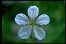 Healthiest Website Book  Geranium