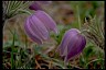 Healthiest Website Book  Pasqueflower