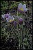 Pasqueflower II Healthiest Website Book 