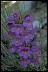 Penstemon III - Healthiest Website Book 