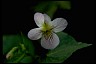 Healthiest Website Book  Canada Violet