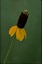 Healthiest Website Book  Coneflower