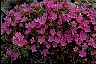 Pinks II - Healthiest Website Book 