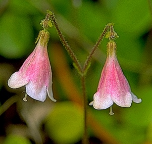 Healthiest Website Book  Twinflower